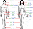 /album/fotogalerie-lidske-telo/body-png1/