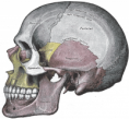 /album/fotogalerie-kosti-lebky/gray188-png/