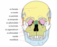 /album/fotogalerie-kosti-lebky/a695px-human-skull-front-bones-svg-png/