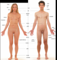 /album/fotogalerie-lidske-telo/a300px-anatomicke-zobrazeni-png/